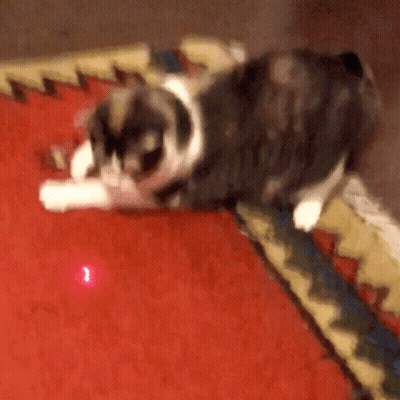Black And White Cat Laying On Red Carpet GIF