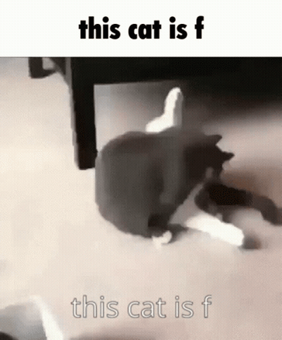 Black And White Cat Laying Under Table Saying This Cat Is F GIF