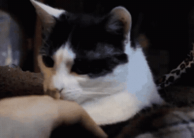 Black And White Cat Licking Food GIF