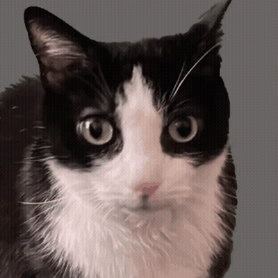 Black And White Cat Looking At Camera GIF