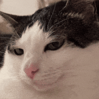 Black And White Cat Looking At Camera GIF
