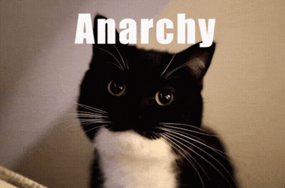 Black And White Cat Looking At Camera Anarchy GIF