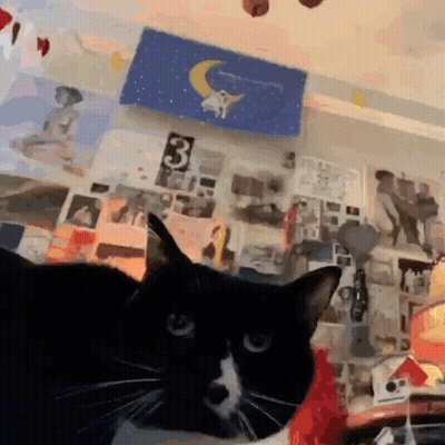 Black And White Cat Looking At Camera GIF
