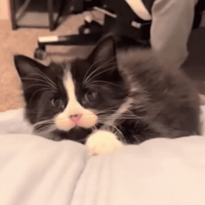 Black-And-White Cat Looking At Camera On Bed GIF