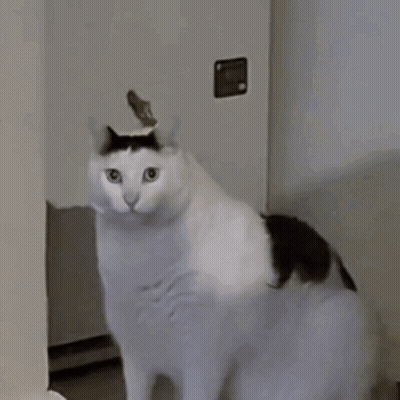 Black And White Cat Looking At Camera GIF