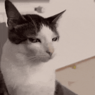 Black And White Cat Looking At Camera Seriously GIF