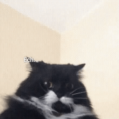 Black And White Cat Looking At Camera With Ech GIF