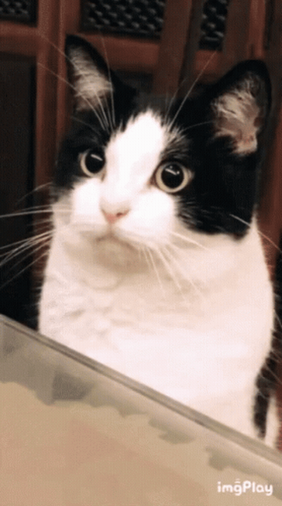 Black And White Cat Looking At Camera With ImgPlay GIF