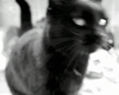 Black And White Cat Looking At Camera GIF