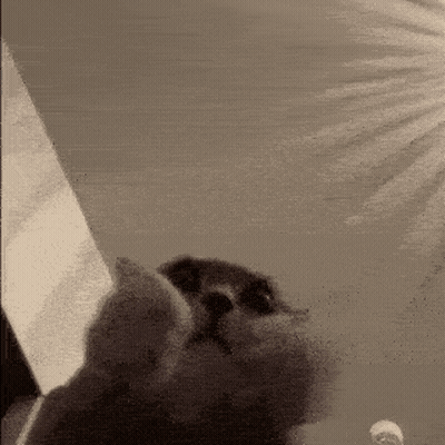 Black And White Cat Looking At Something GIF
