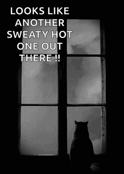 Black And White Cat Looking Out Window Saying Looks Like Another Sweaty Hot One Out There GIF