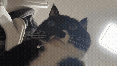 Black And White Cat Looking Up GIF