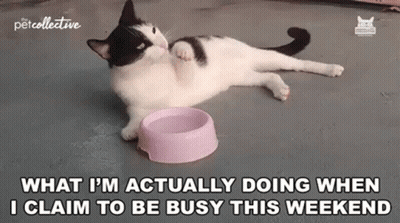 Black And White Cat Lying Beside Pink Bowl GIF