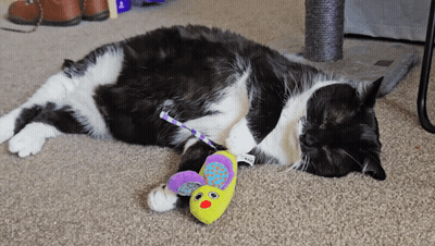 Black And White Cat Lying Near Toy Mouse GIF