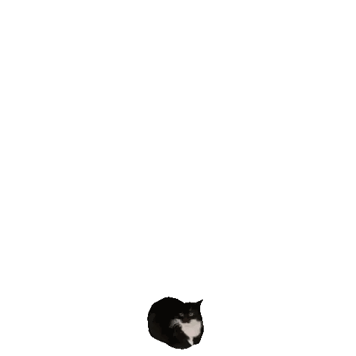 Black And White Cat Lying Next To Large Object Sticker