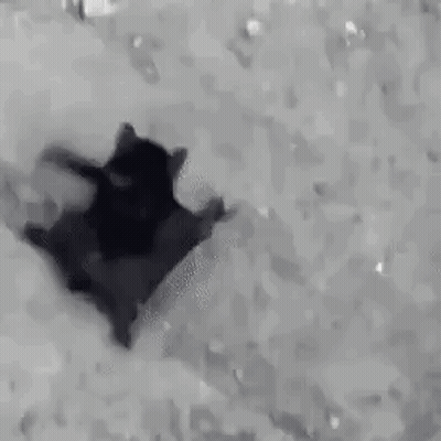 Black And White Cat Lying On Back In Snow GIF
