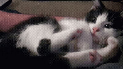 Black And White Cat Lying On Back Licking Paws GIF