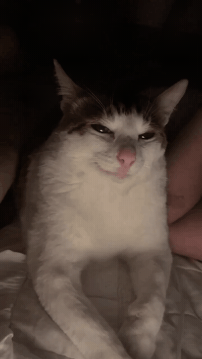 Black And White Cat Lying On Bed GIF