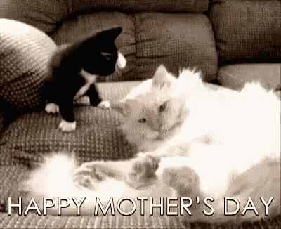 Black And White Cat Lying On Couch Happy Mothers Day GIF