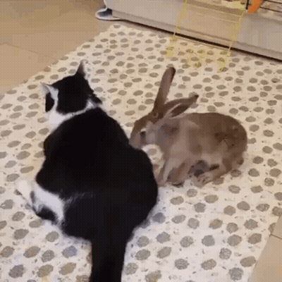 Black And White Cat Next To Brown Rabbit GIF