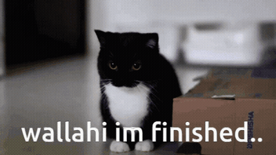 Black And White Cat Next To Cardboard Box Saying Wallahi Im Finished GIF