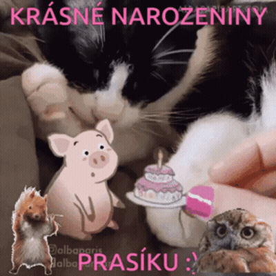 Black And White Cat Next To Pig With Birthday Cake GIF