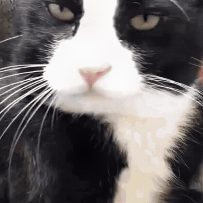 Black And White Cat Nose And Whiskers Close-Up GIF