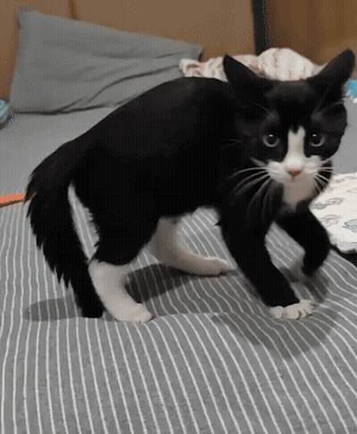 Black And White Cat On Bed GIF