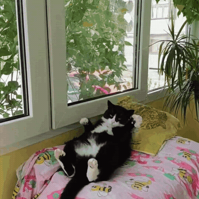 Black And White Cat On Bed GIF