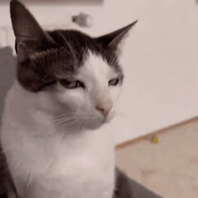 Black And White Cat On Couch Looking At Camera GIF