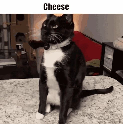 Black And White Cat On Counter Saying Cheese GIF