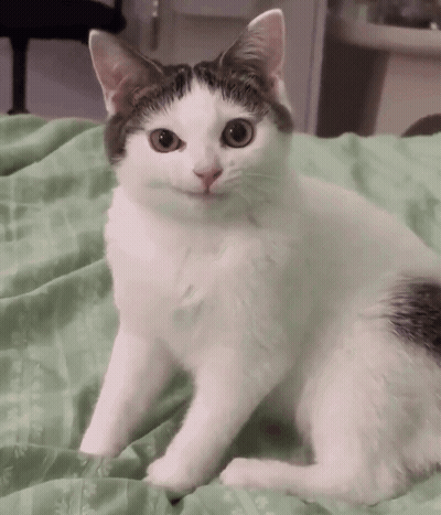 Black And White Cat On Green Blanket GIF