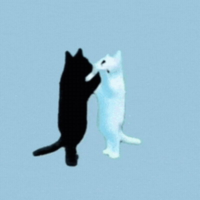 Black And White Cat On Hind Legs GIF