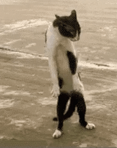 Black And White Cat On Hind Legs Beach GIF