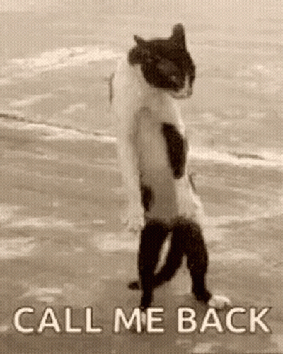 Black And White Cat On Hind Legs On Beach GIF