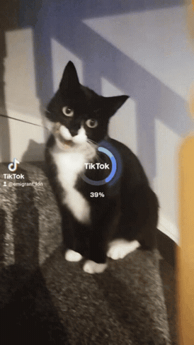 Black And White Cat On Staircase With TikTok Loading GIF
