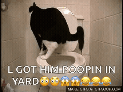 Black And White Cat On Toilet I Got Him Poopin In Yard GIF