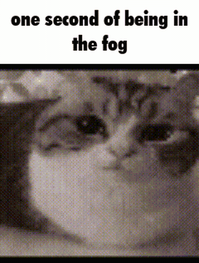 Black and White Cat One Second of Being in the Fog