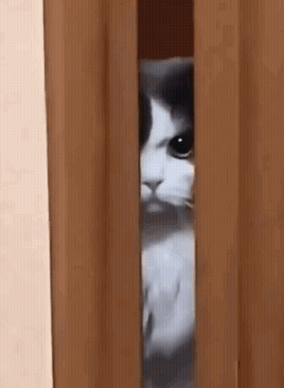 Black and White Cat Peeking Through Door