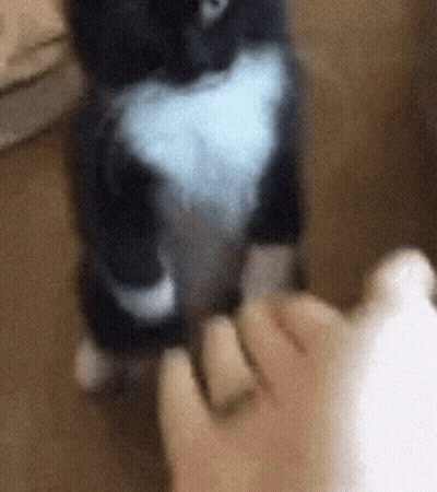 Black And White Cat Petting Person's Foot GIF