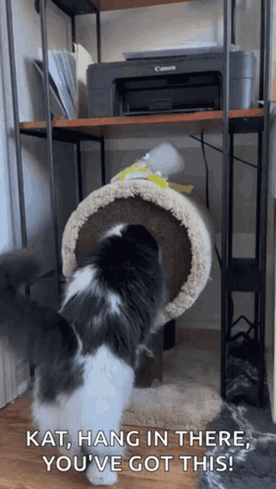 Black And White Cat Playing Cat Tree Saying Kat Hang In There GIF