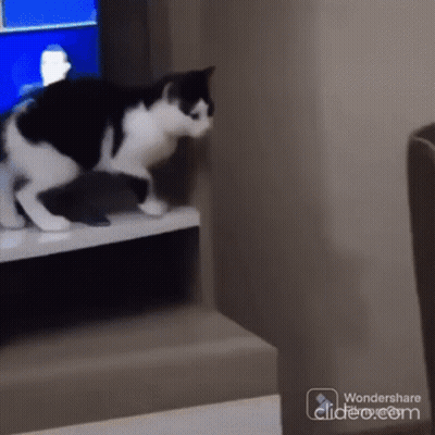 Black And White Cat Playing With Kitten On Shelf Wondershare GIF