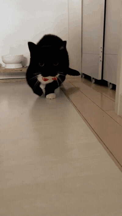 Black And White Cat Playing With Red Toy GIF