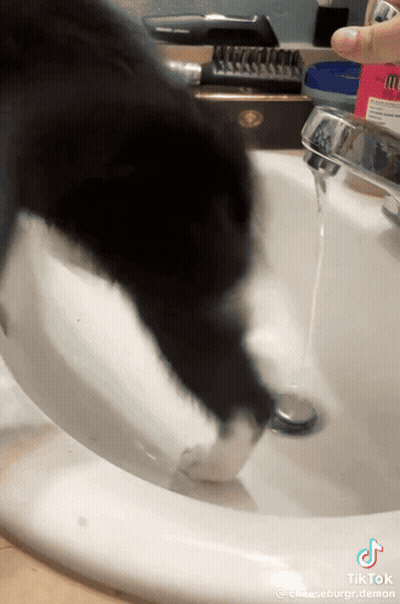 Black And White Cat Playing With Toothbrush GIF
