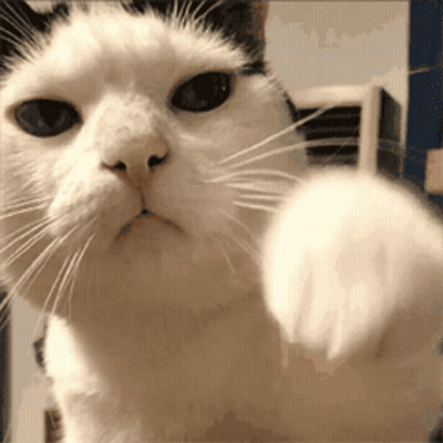Black And White Cat Pointing GIF
