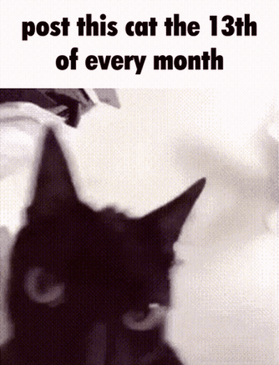Black And White Cat Post Every 13Th GIF