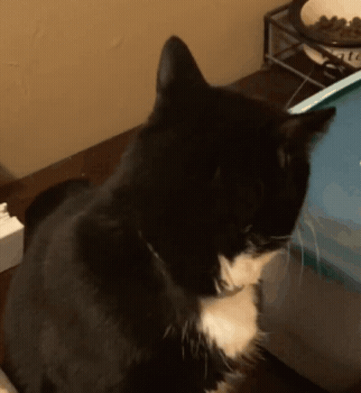 Black And White Cat GIF