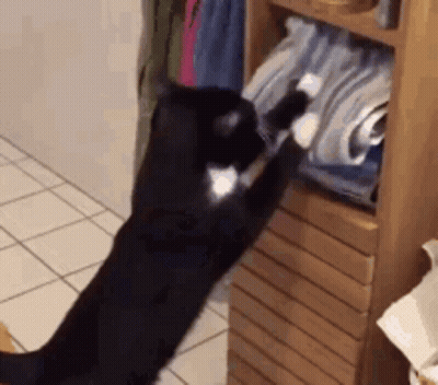 Black And White Cat Reaching Into Closet GIF