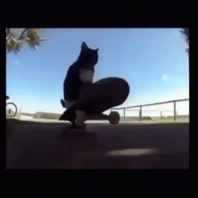 Black And White Cat Riding Skateboard GIF