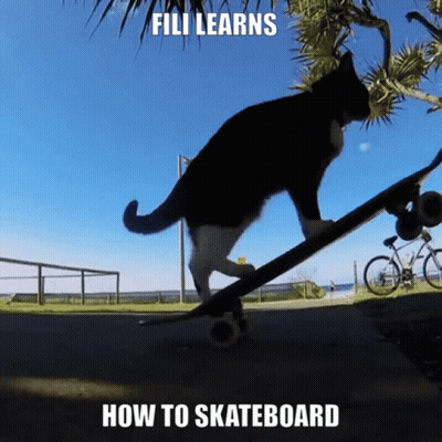 Black And White Cat Riding Skateboard Saying Fili Learns How To Skateboard GIF